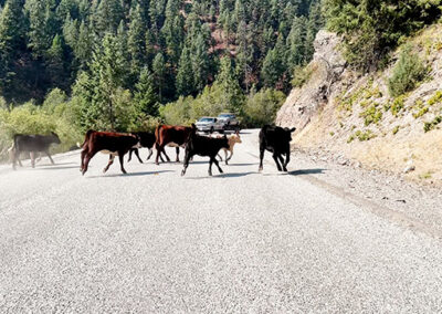 BRNW WA24 Cows on Road